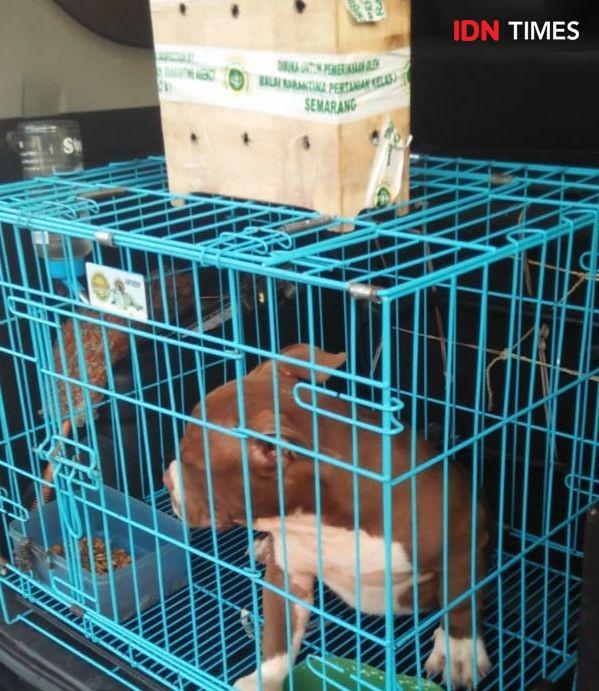Pitbull Usia 4 Bulan Berlayar Dari Pontianak Dilarang Masuk Semarang
