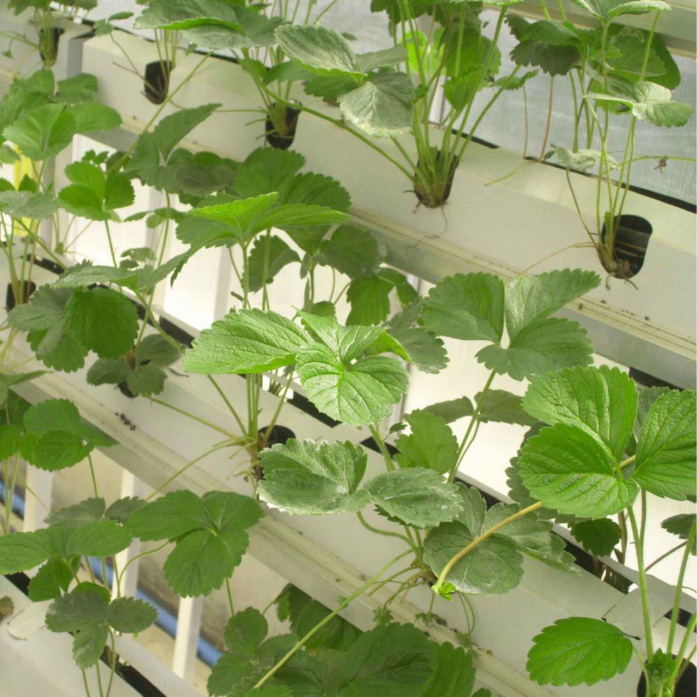 Ilustrasi urban farming (Dok. Idn Globe)