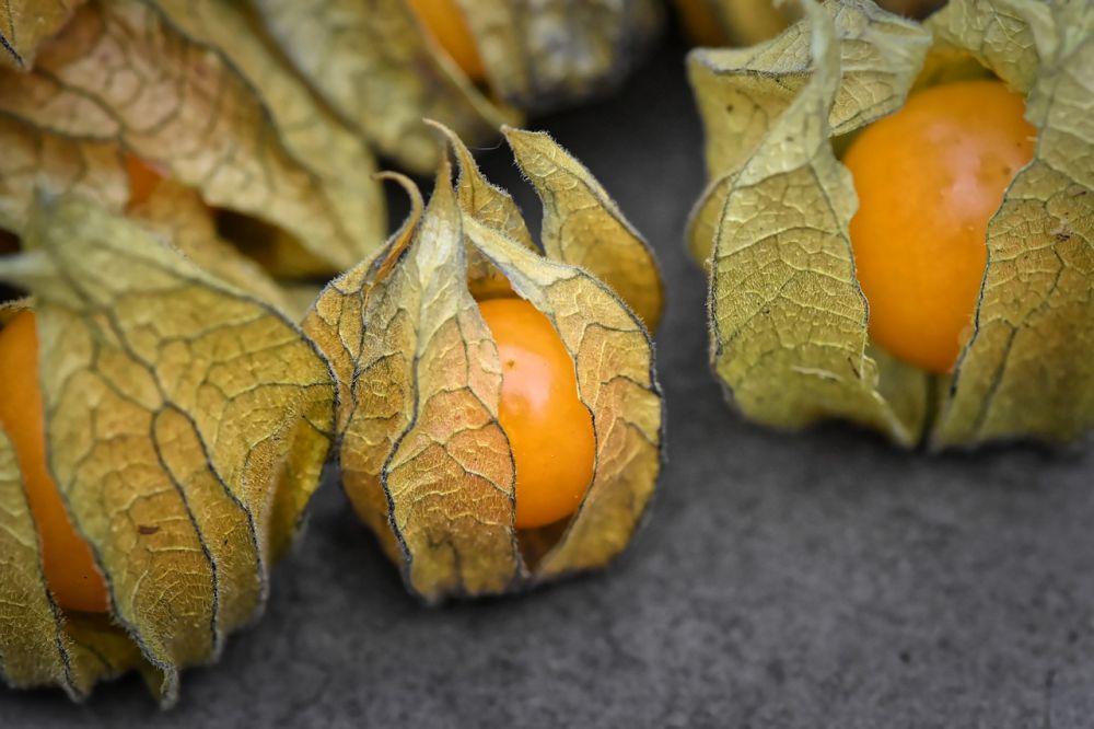 8 Manfaat Buah Ciplukan untuk Kecantikan, Bisa Mencerahkan Kulit!