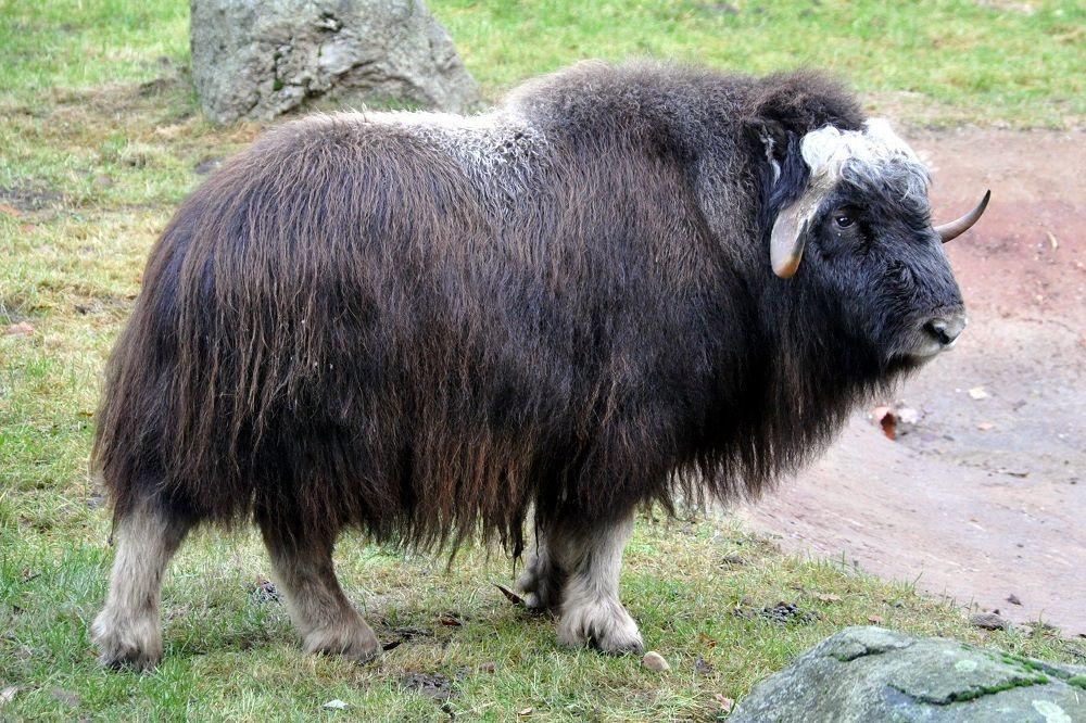 Muskox (commons.wikimedia.org/Quartl)