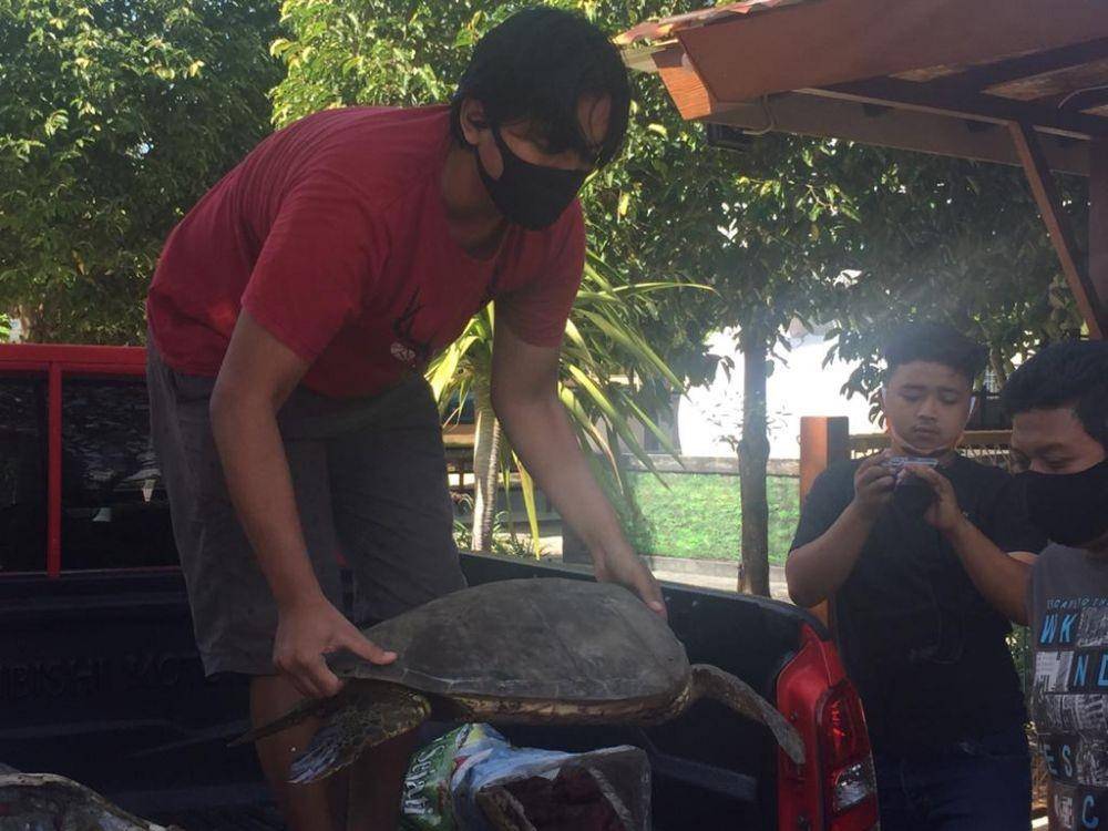 Barang bukti Penyu Hijau yang disajikan di Warung Kayu Manis, Jimbaran, Badung. (Dok.IDN Times/Humas Polda Bali)