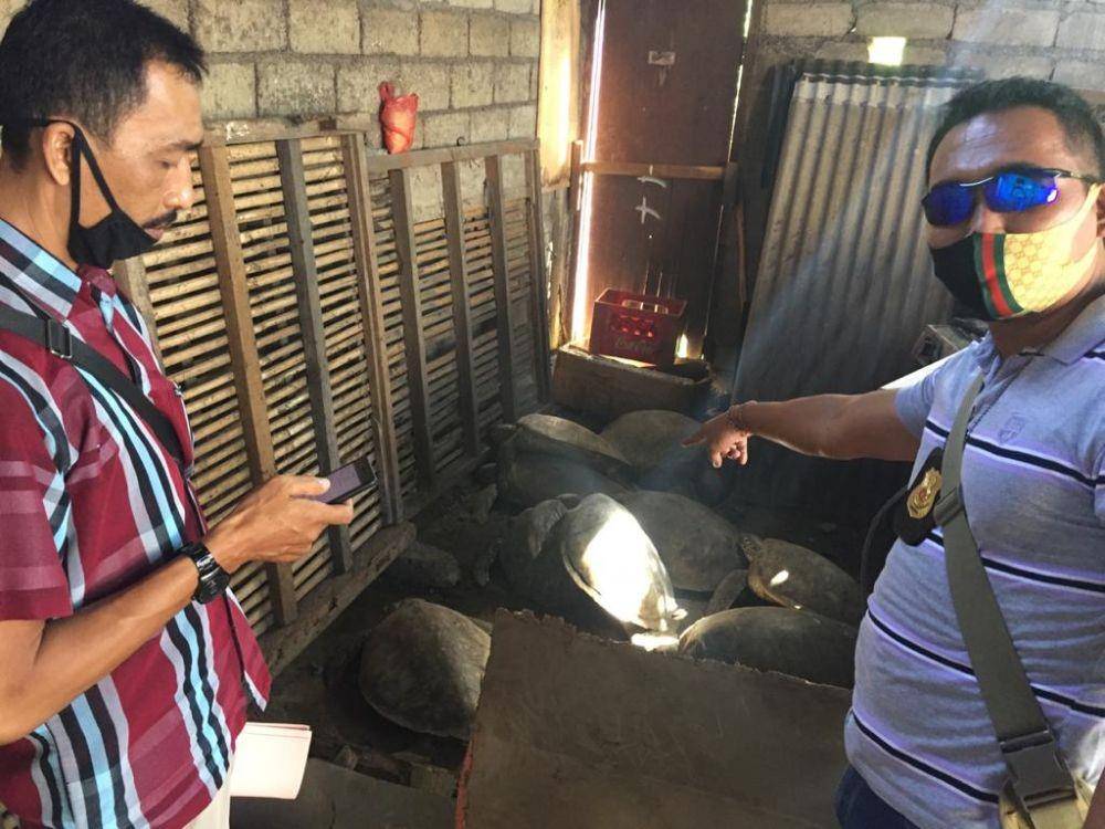 Barang bukti Penyu Hijau yang disajikan di Warung Kayu Manis, Jimbaran, Badung. (Dok.IDN Times/Humas Polda Bali)