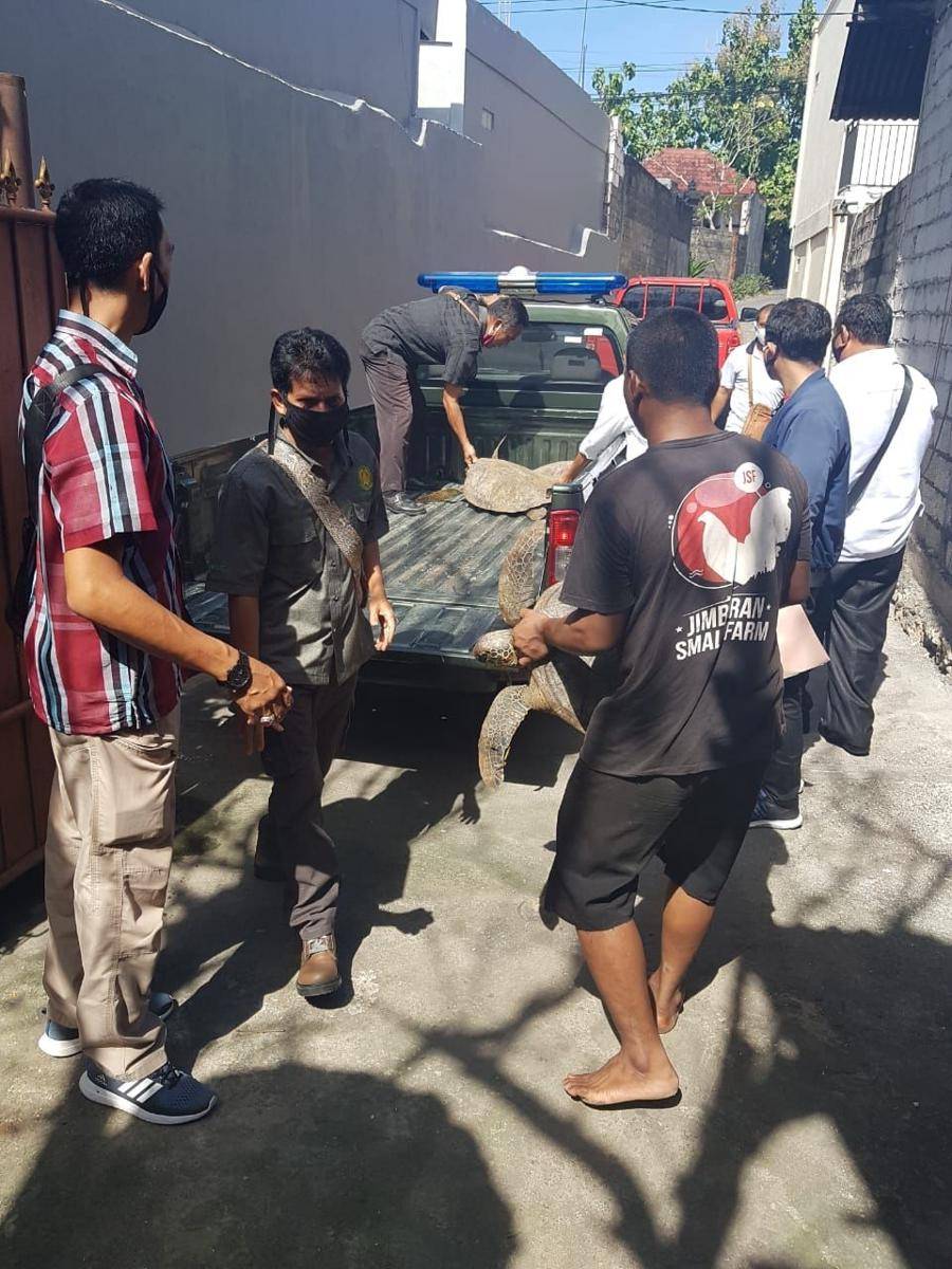 Barang bukti Penyu Hijau yang disajikan di Warung Kayu Manis, Jimbaran, Badung. (Dok.IDN Times/Humas Polda Bali)