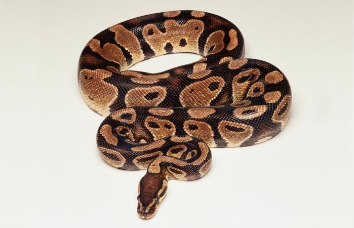 small-pets.lovetoknow.com