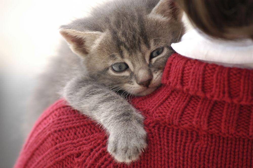 kittykondo.com