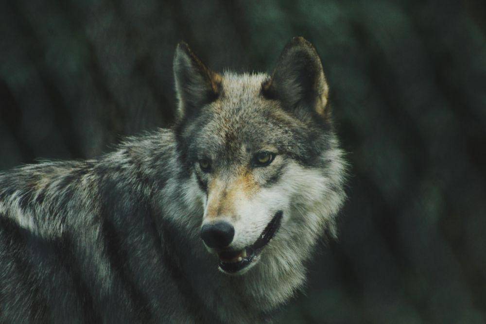 unsplash.com/Michael LaRosa