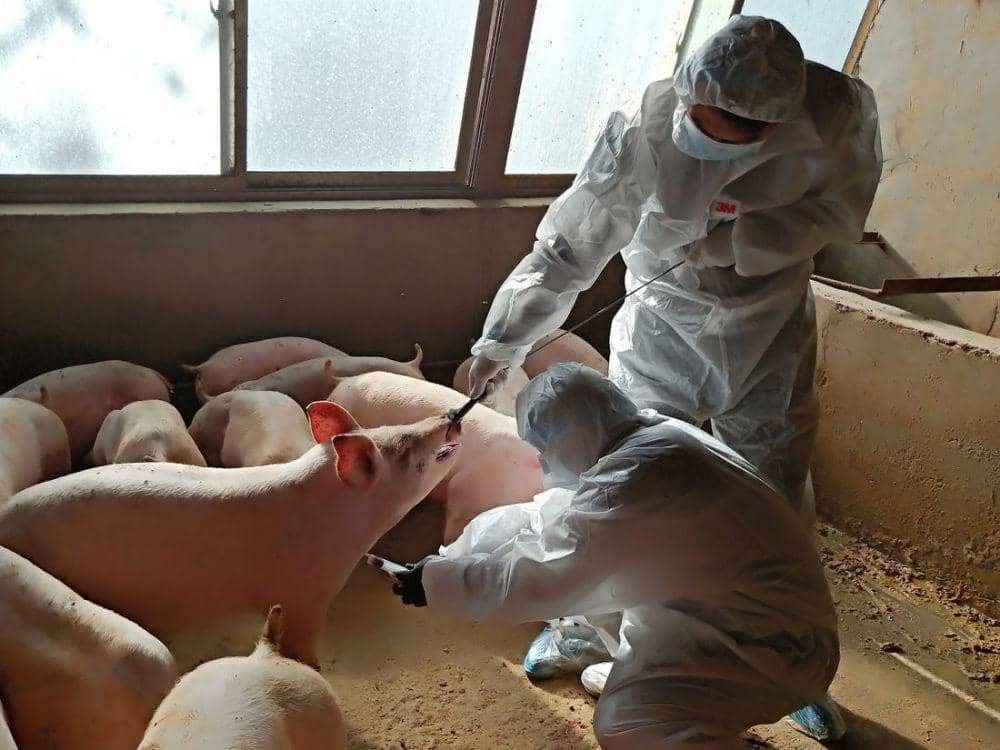 Ribuan Babi Mati Mendadak di Palembang, Diduga Kena Virus Babi Afrika