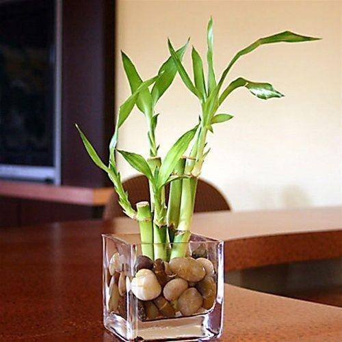 pinterest/Eastern Leaf