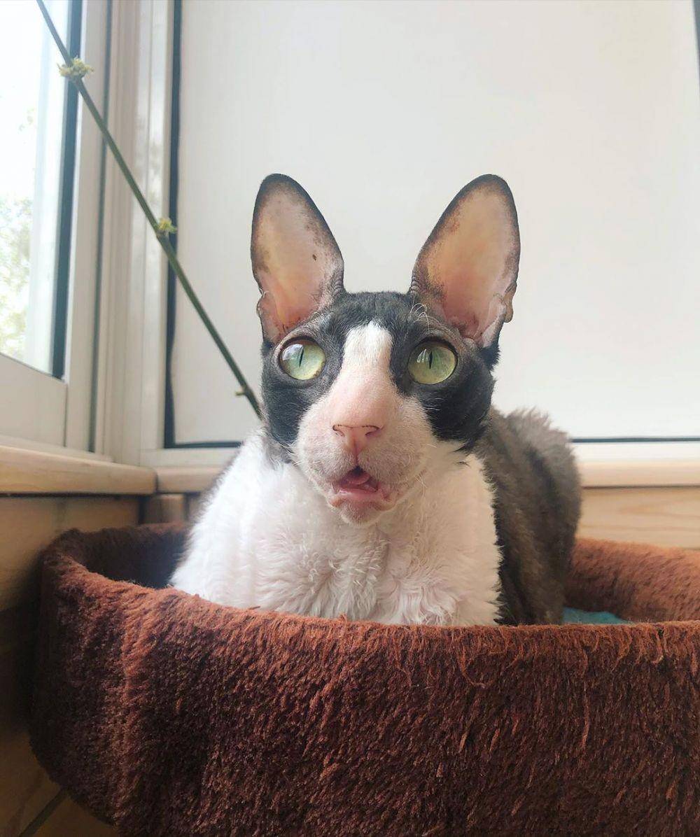 Instagram.com/cats_cornishrex