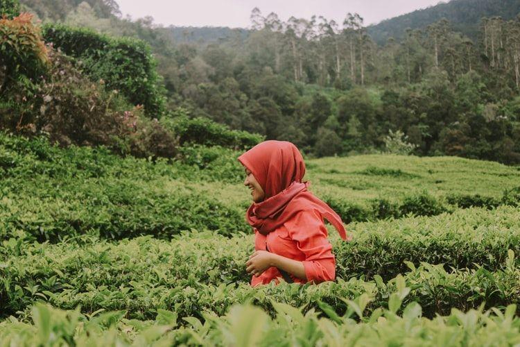 Jelajah Kebun Teh Wonosari, Ini 5 Keseruan yang Bisa Kamu Jumpai