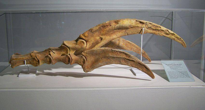 extinctanimals.org