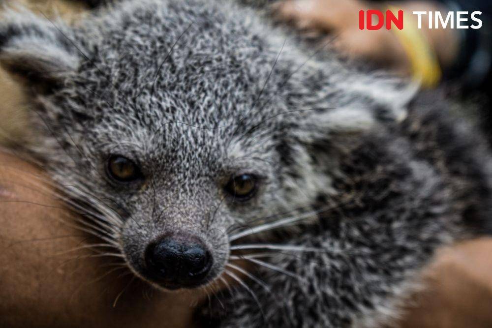 Dua ekor bayi binturong lahir di Lembang Park and Zoo. (IDN Times/Bagus F)