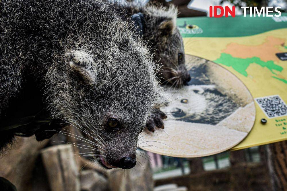 Dua ekor bayi binturong lahir di Lembang Park and Zoo. (IDN Times/Bagus F)