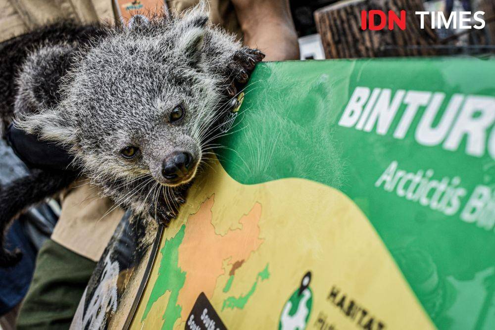 Dua ekor bayi binturong lahir di Lembang Park and Zoo. (IDN Times/Bagus F)