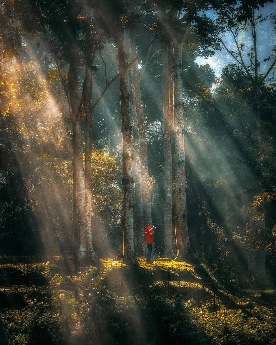 Taman Hutan Raya Ir. H. Juanda (Instagram.com/warmanwardhani)