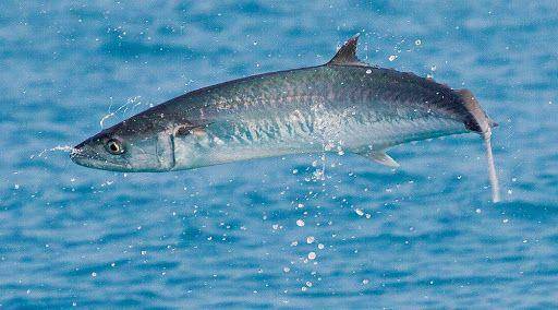 sportfishingmag.com