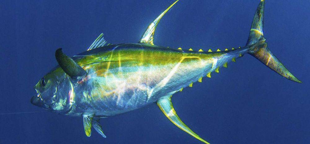 fishingproexclusive.com