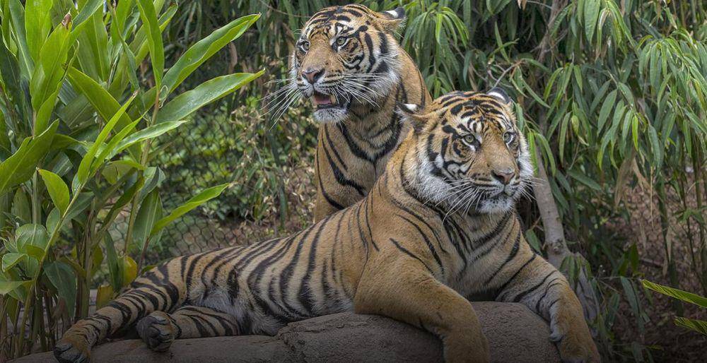 sandiegozoo.org