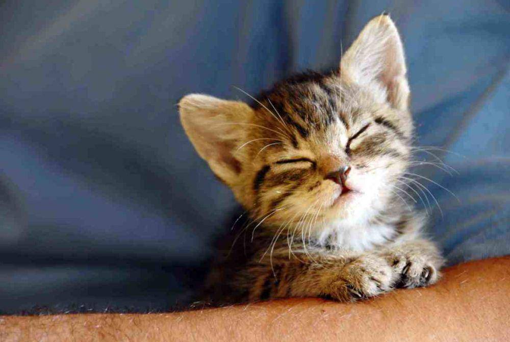 felineliving.net