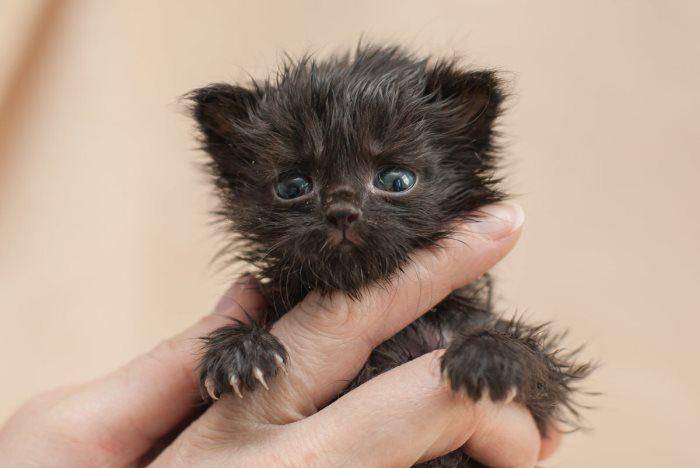 pets-wiki.com