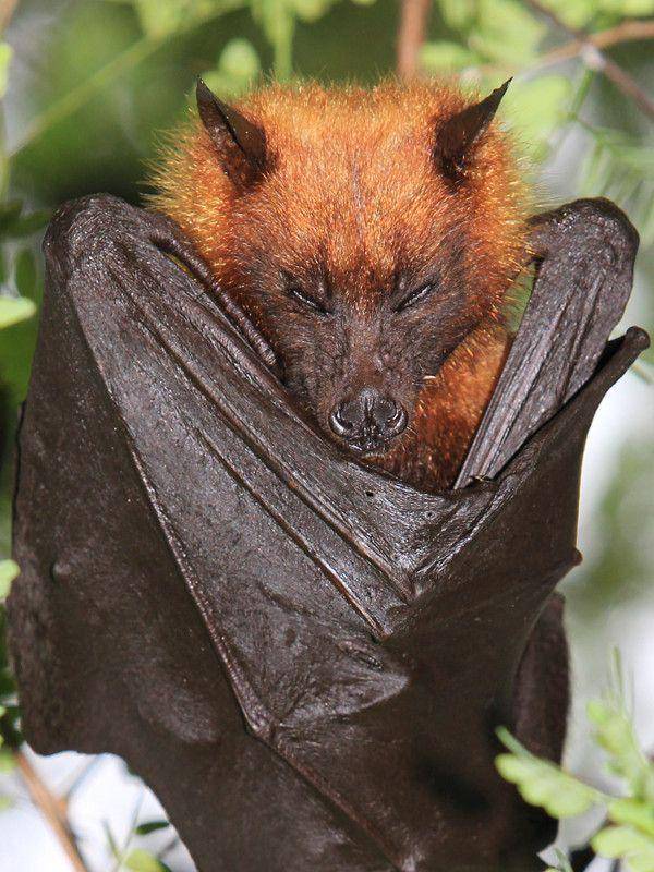 batworlds.com