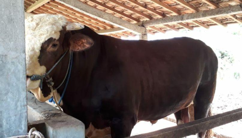 "Gombloh" sapi dari peternak sapi di Bantul dipilih Presiden Joko Widodo sebagai sapi kurban. IDN Times/Daruwaskita