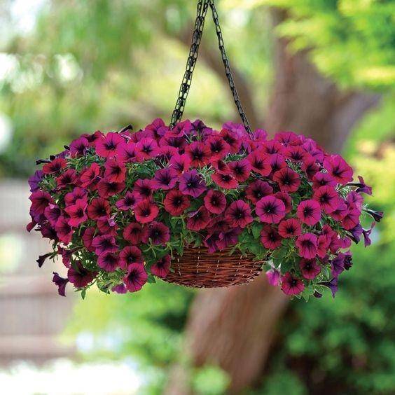Pinterest/Gardendownsouth