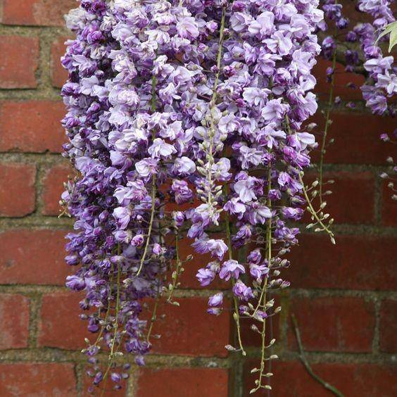 Pinterest/rhsplants
