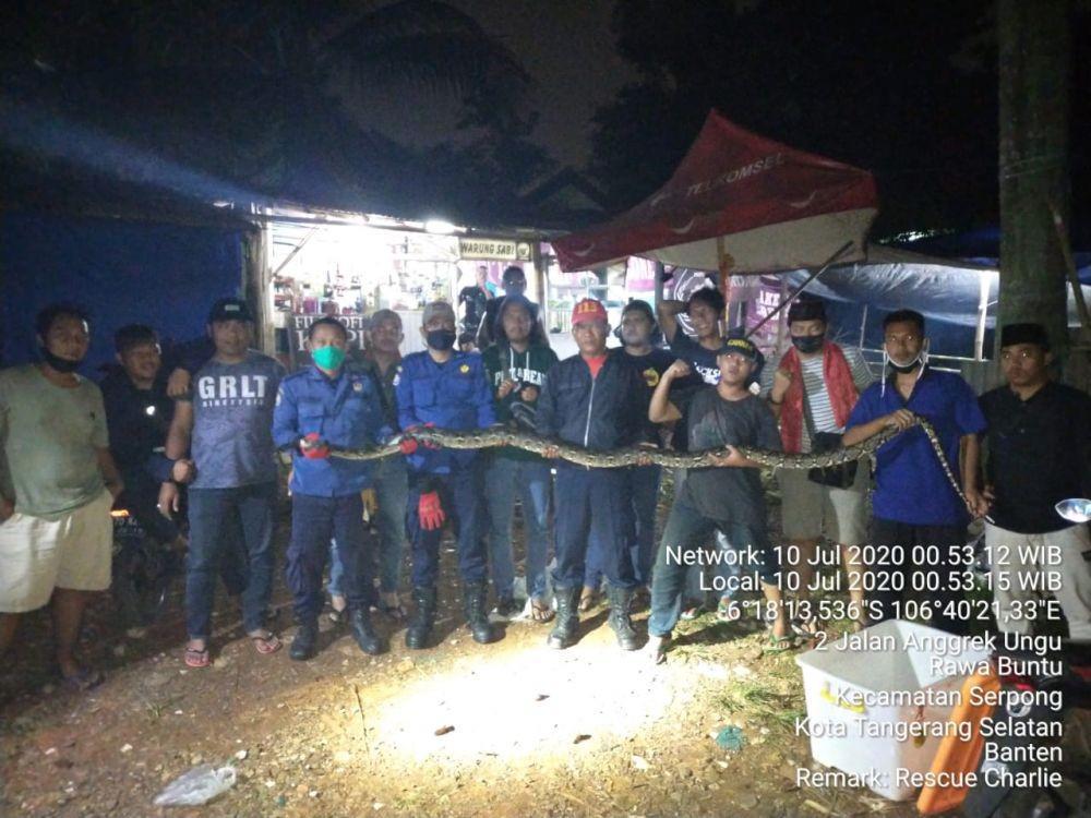 Ular yang Lilit Pemuda Hingga Tewas di Serpong Akhirnya Tertangkap