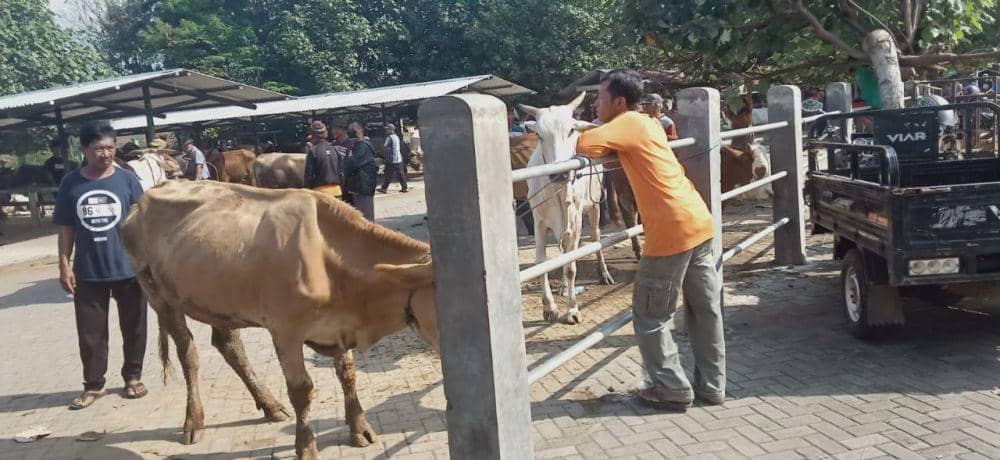 Hewan kurban yang dijual di pasar hewan. IDN Times/Daruwaskita