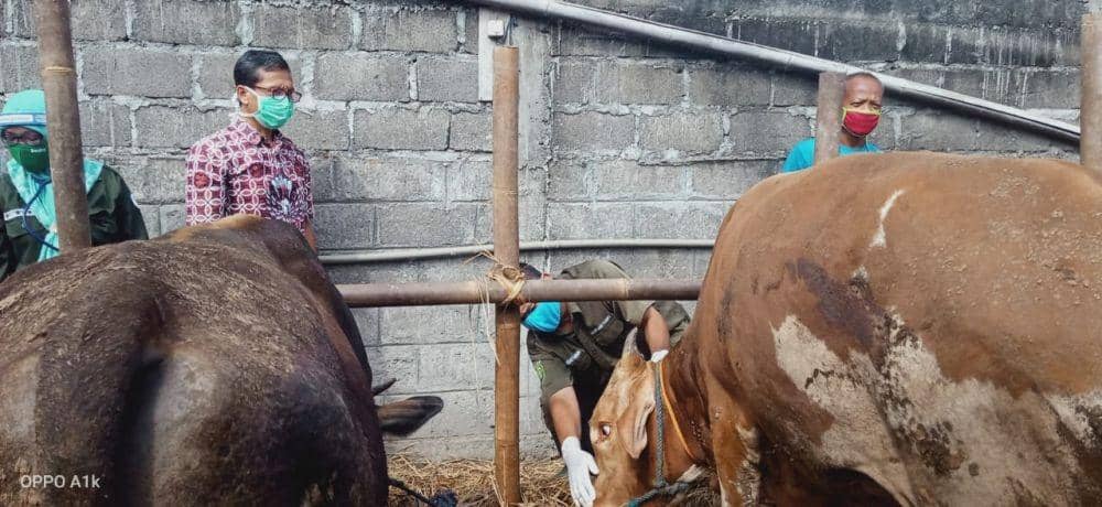 Petugas memeriksa kesehatan hewan kurban. IDN Times/Daruwaskita