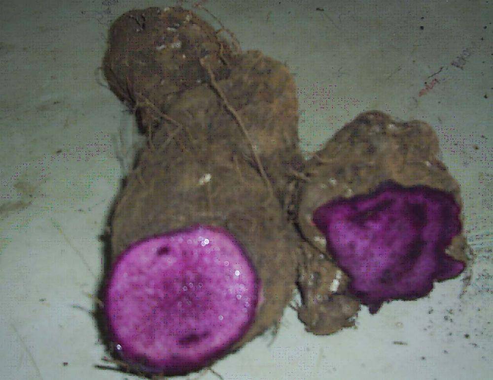 jurnalasia.com