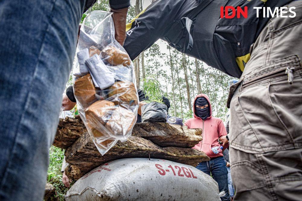 Polisi amankan tanaman ganja di Bandung. (IDN Times/Bagus F)
