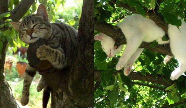 9 momen kucing panjat pohon, awas jatuh, cing!