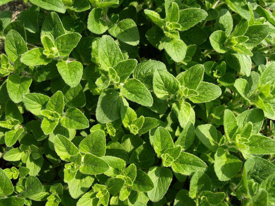 vegetableflowergarden.com