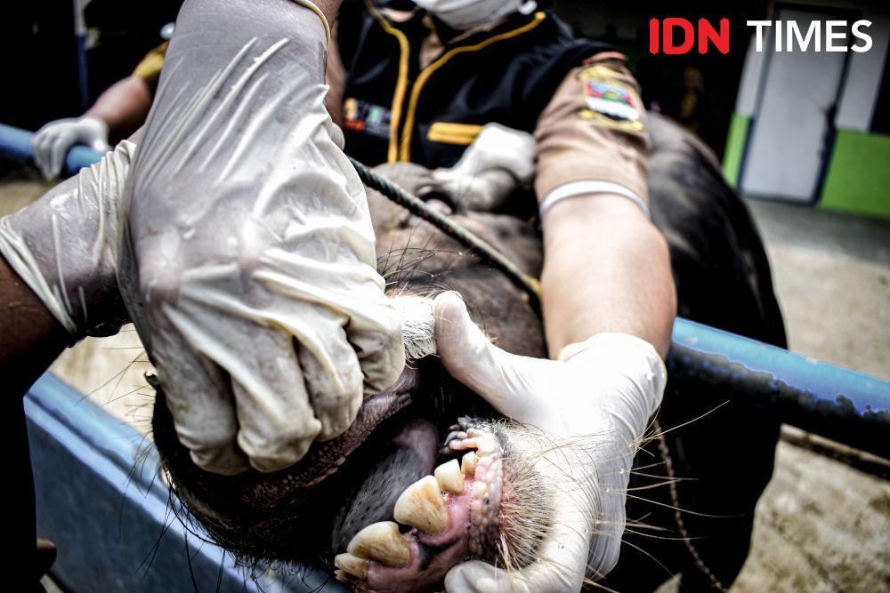 Ancaman Penyakit Zoonosis Meningkat karena Manusia Tamak!
