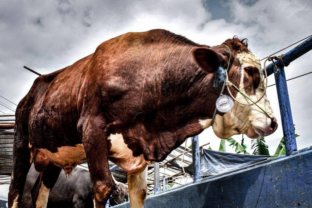 Ilustrasi hewan kurban Sapi Limousin. (IDN Times/Bagus F)