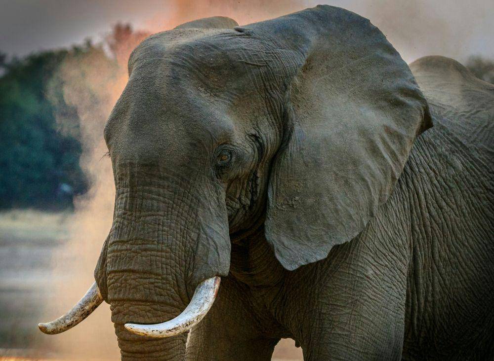 Pemerintah Bostwana umumkan pada Jum'at pekan lalu(10/7), bahwa hasil test tentang penyebab kematian akan segera dilansir dalam waktu dekat.Ilustrasi yang ditampilkan adalah gajah Afrika. Pexels.com/Harvey Sapir