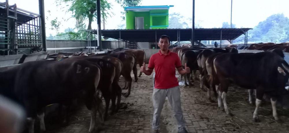 Ilustrasi peternakan sapi/hewan kurban (Dok. IDN Times/Ud Sapi Barokah)