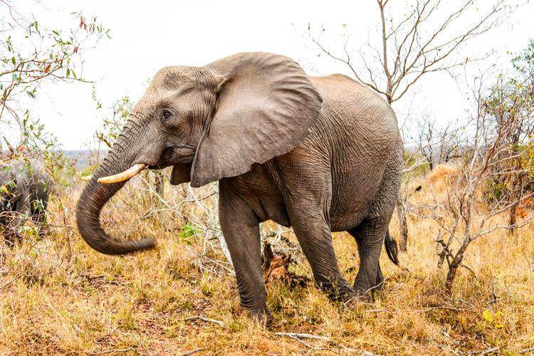 Kasus kematian massal gajah di Bostwana menggemparkan dunia dan hingga kini penyebabnya masih tengah diselidiki. Foto yang tertera merupakan ilustrasi gajah Afrika. Unsplash.com/Michael Browning