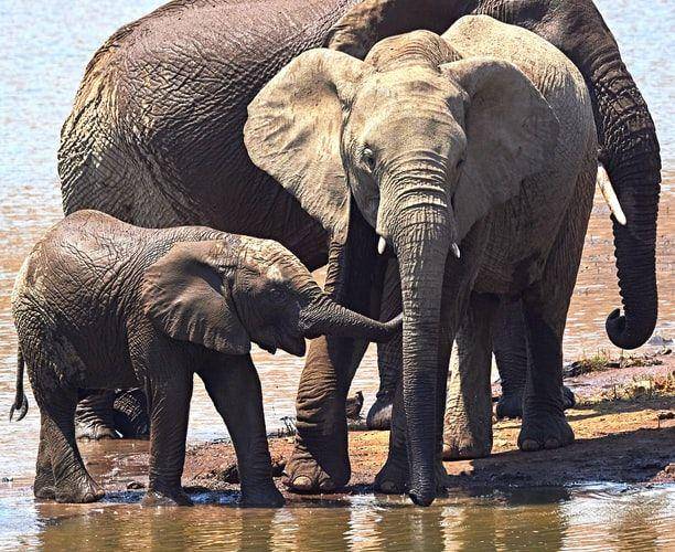 Para peneliti mengungkapkan banyak gajah di Bostwana saat ini menunjukkan perilaku yang tidak biasa. Gambar merupakan ilustrasi dari gajah Afrika. Unsplash.com/Charl Durand