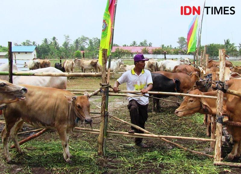 Sapi kurban di PPU yang didatangkan dari Sulawesi (IDN Times/Ervan Masbanjar)