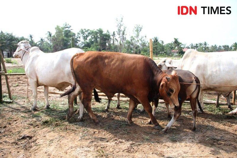 Cegah Kerumunan, Ini Nih Pesan Menag soal Pengantaran Daging Kurban