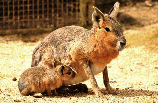 animals.net