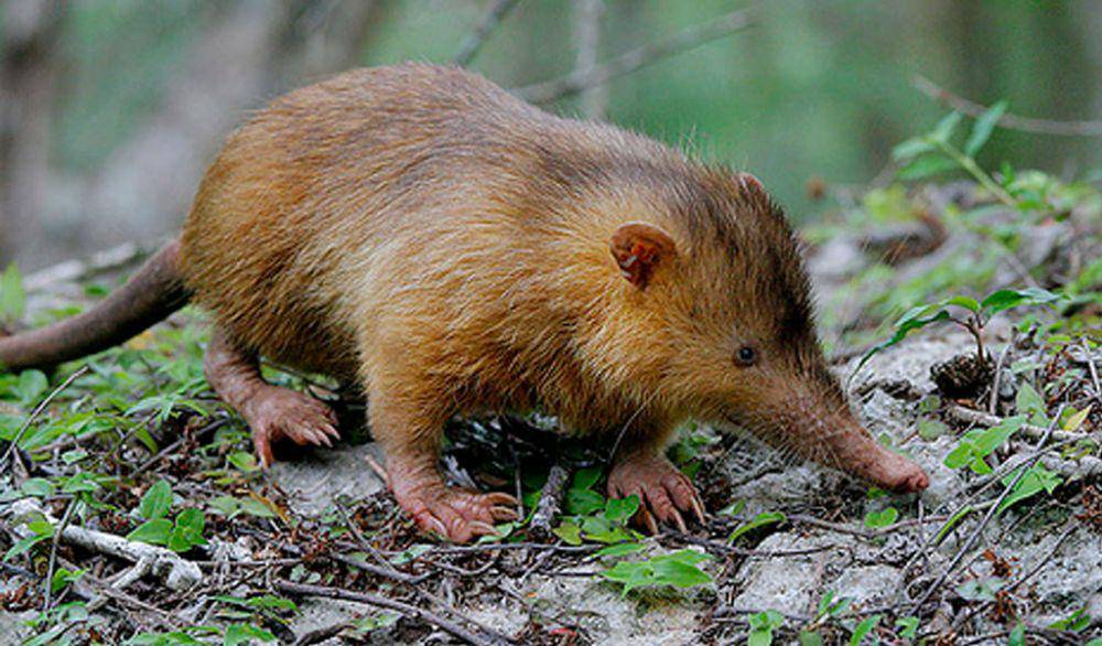 animalcorner.org