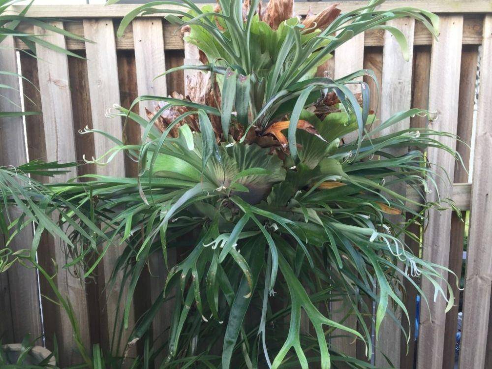 mywalkaboutplants.com