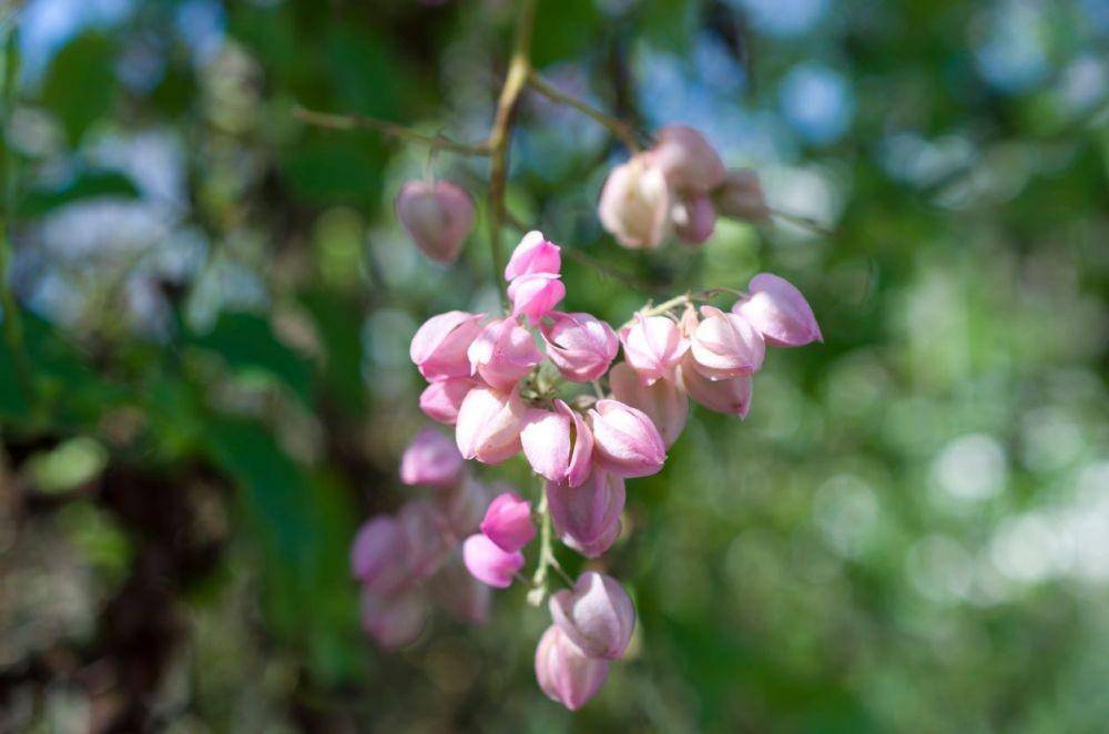 gardeningknowhow.com/Photo by Karimitsu