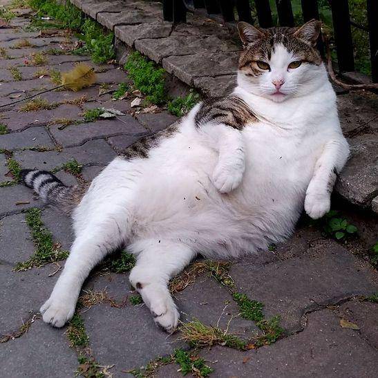 Kucing kelewat santuy. (catdailynews.com)