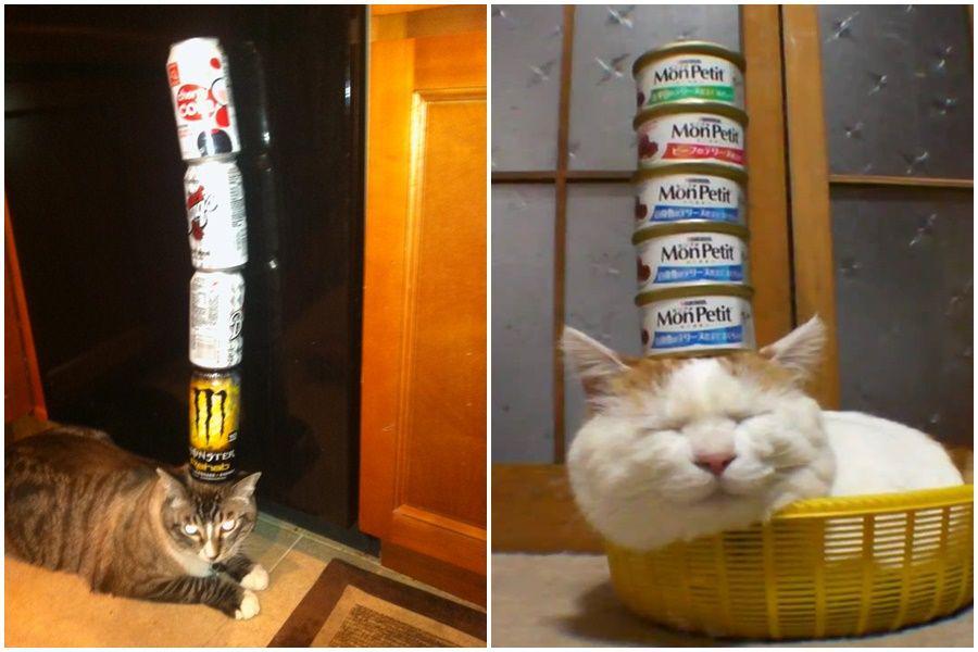 9 Kucing dengan Keseimbangan Terbaik, Menang kalau Ikut 17-an!