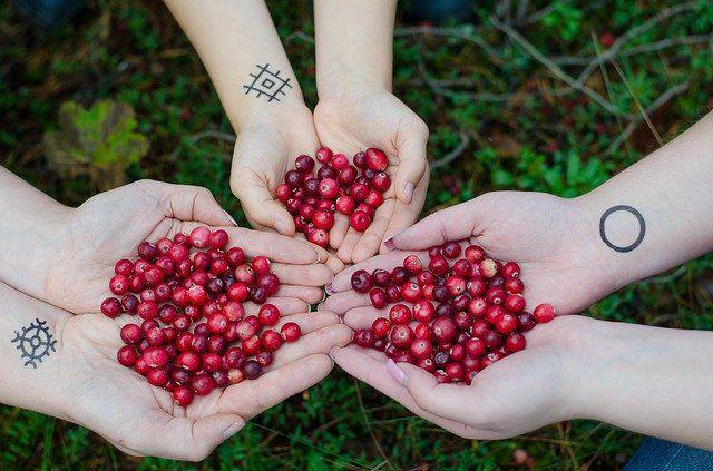 10 Fakta Cranberry, Buah Kaya Antioksidan yang Dipanen Secara Unik